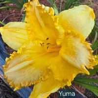 Yuma catalog image