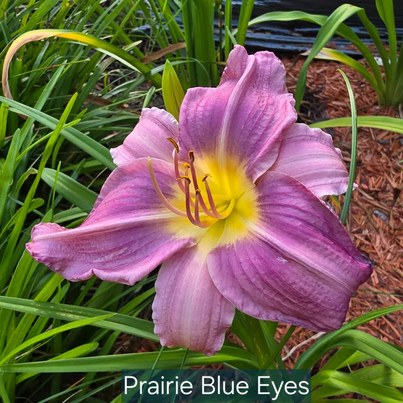 Prairie Blue Eyes