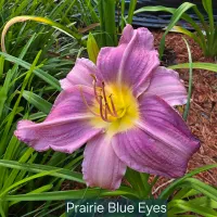 Prairie Blue Eyes thumbnail