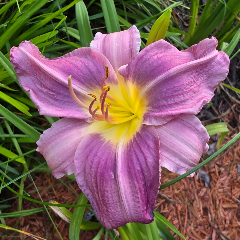 Prairie Blue Eyes from PlantFancyGardens, LLC