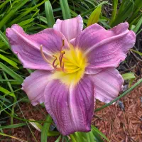 Prairie Blue Eyes thumbnail