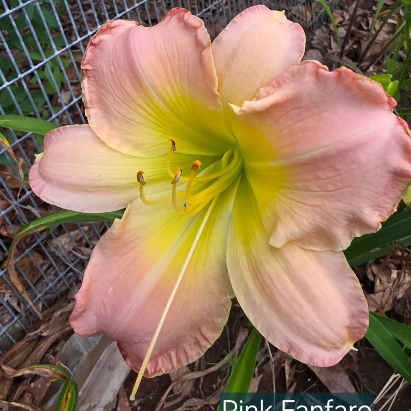 Pink Fanfare