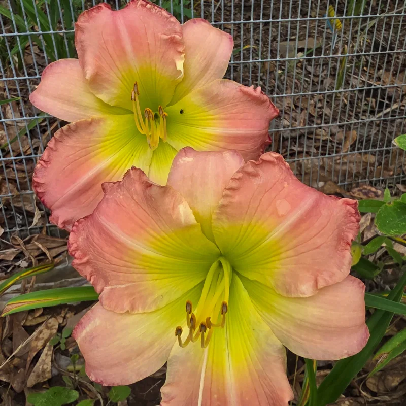 Pink Fanfare from PlantFancyGardens, LLC