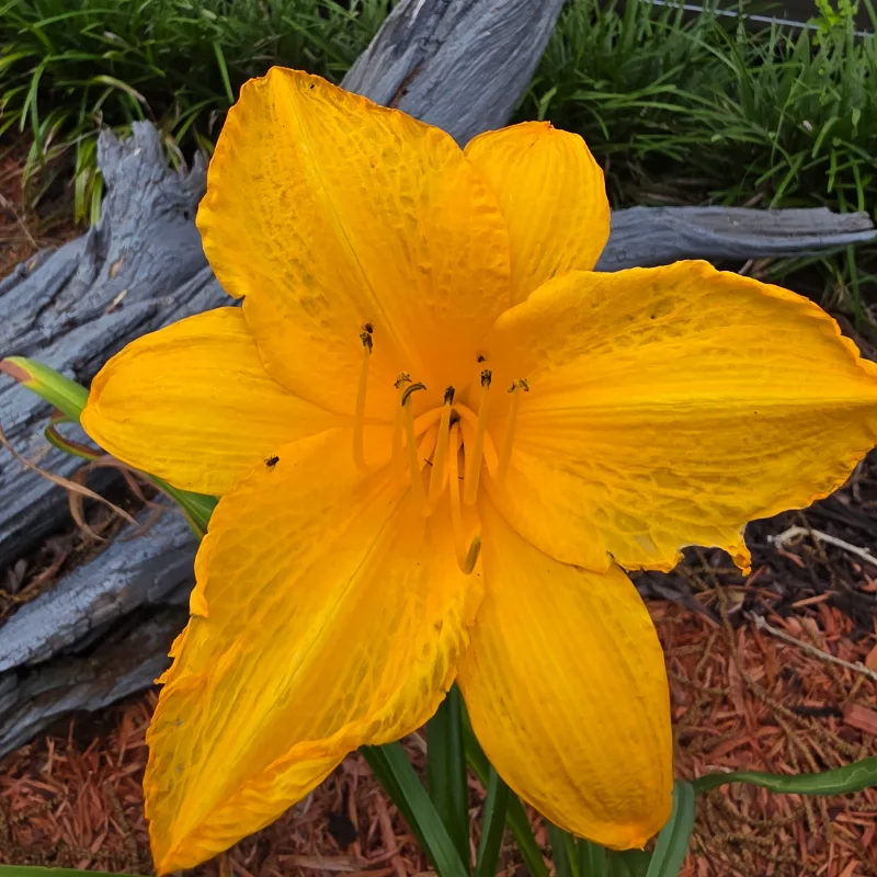 Golden Prize from PlantFancyGardens, LLC