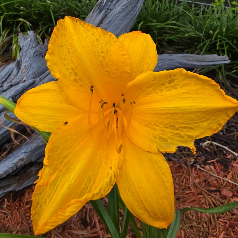 Golden Prize from PlantFancyGardens, LLC