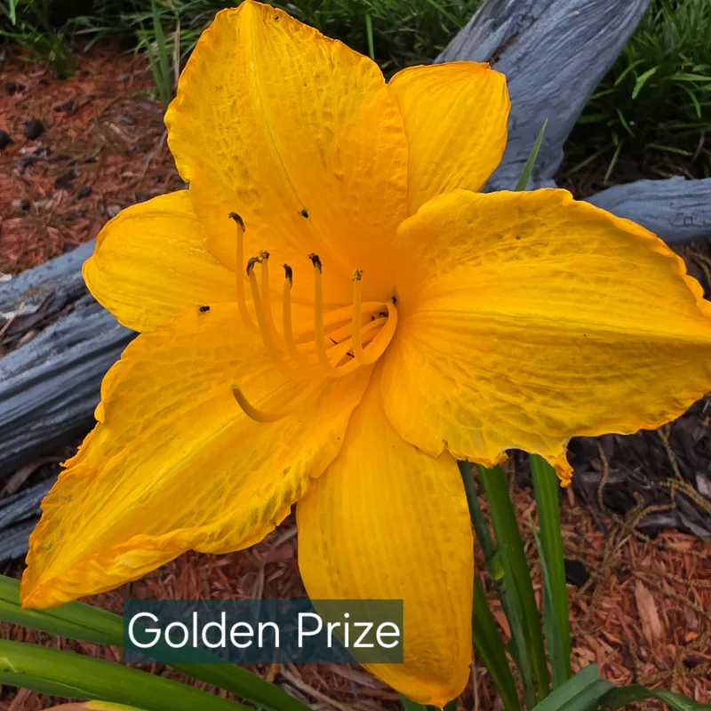 Golden Prize from PlantFancyGardens, LLC