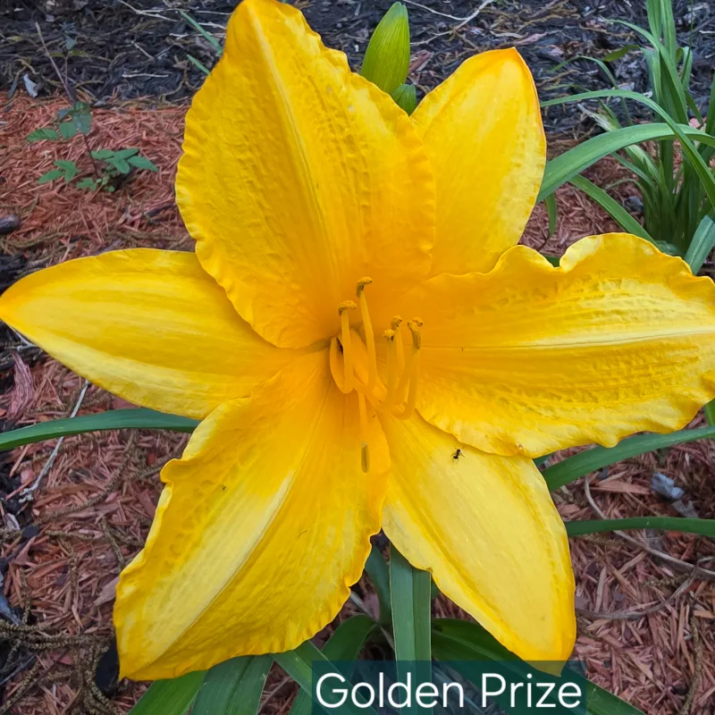 Golden Prize daylily bloom