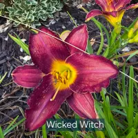 Wicked Witch thumbnail