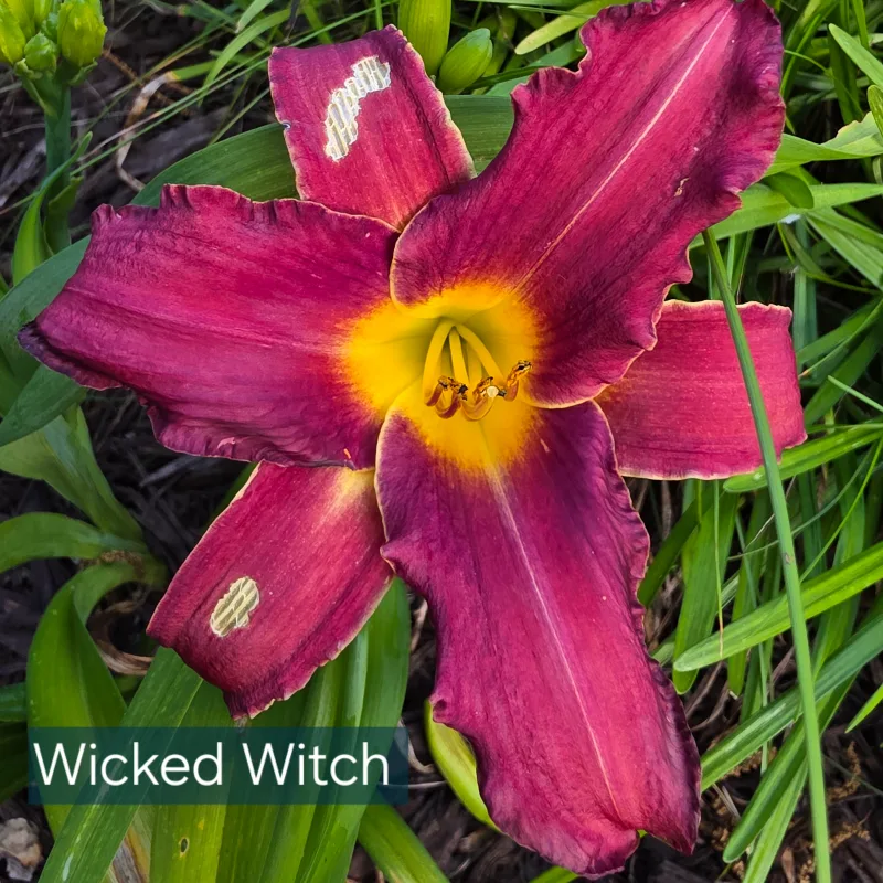 Wicked Witch from PlantFancyGardens, LLC