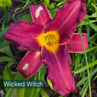 Wicked Witch thumbnail