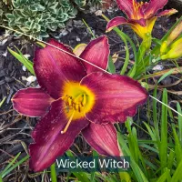 Wicked Witch thumbnail