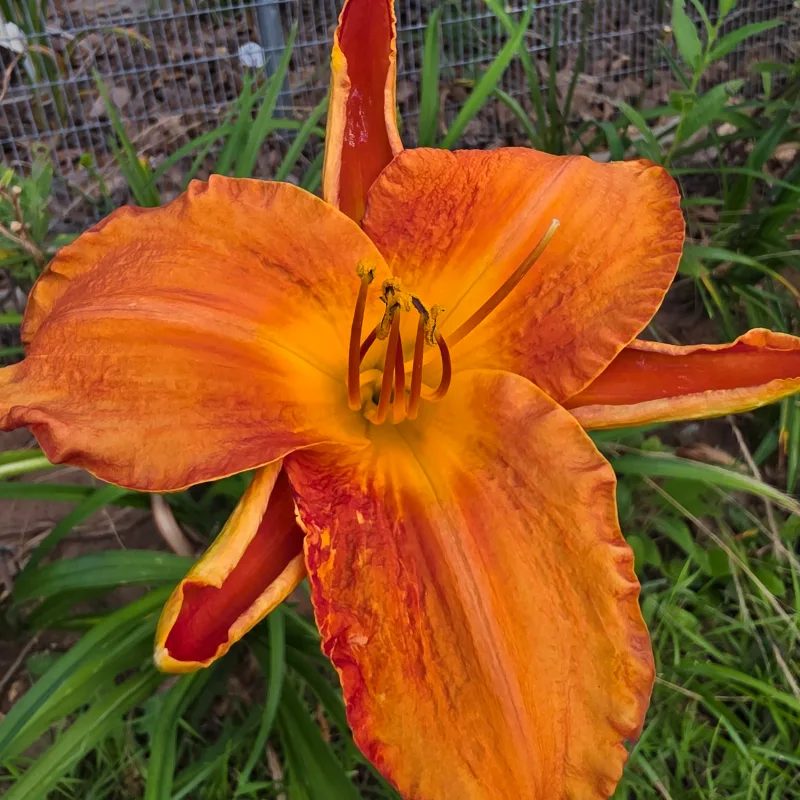 Solar Power daylily bloom