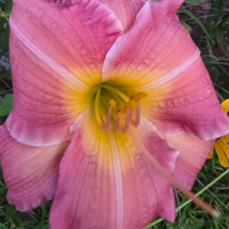 Happy Minstrel from PlantFancyGardens, LLC