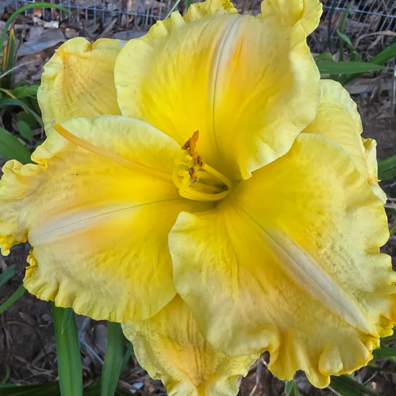 Majestic Move from PlantFancyGardens, LLC