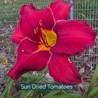 Sun Dried Tomatoes thumbnail