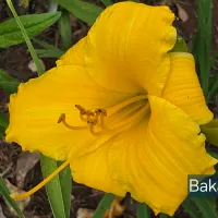 Bakabana thumbnail