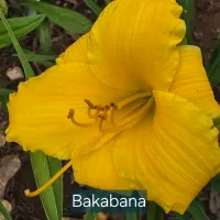 Bakabana thumbnail