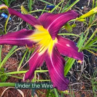 Under the Wire thumbnail