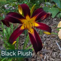 Black Plush thumbnail