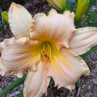 Abundance thumbnail