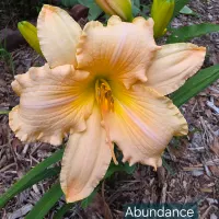 Abundance thumbnail