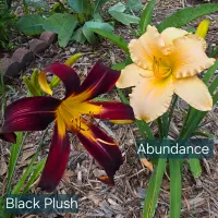 Abundance thumbnail