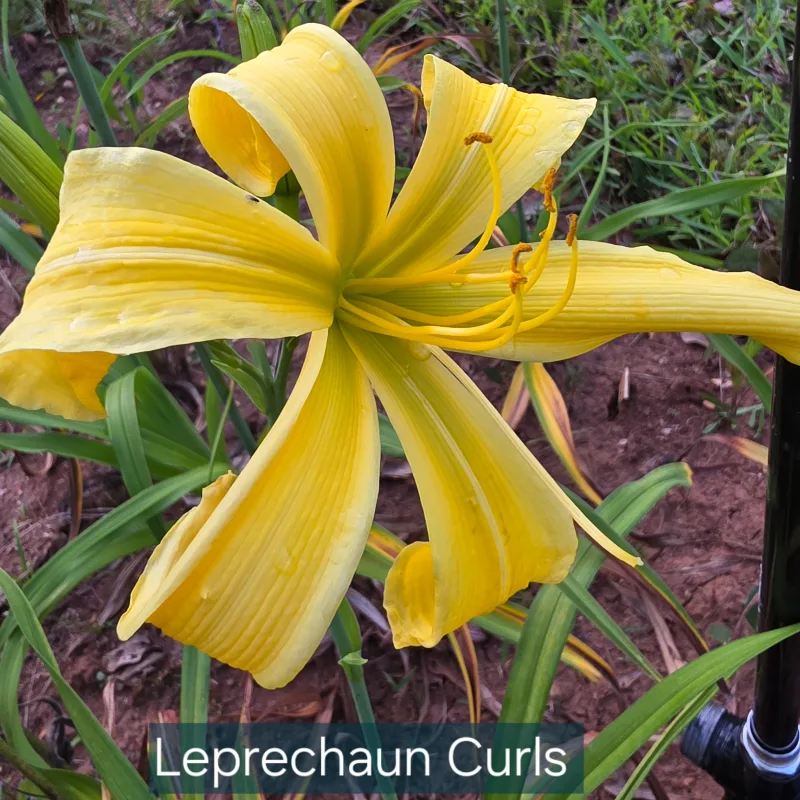 Leprechaun's Curls from PlantFancyGardens, LLC