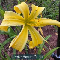 Leprechaun's Curls thumbnail