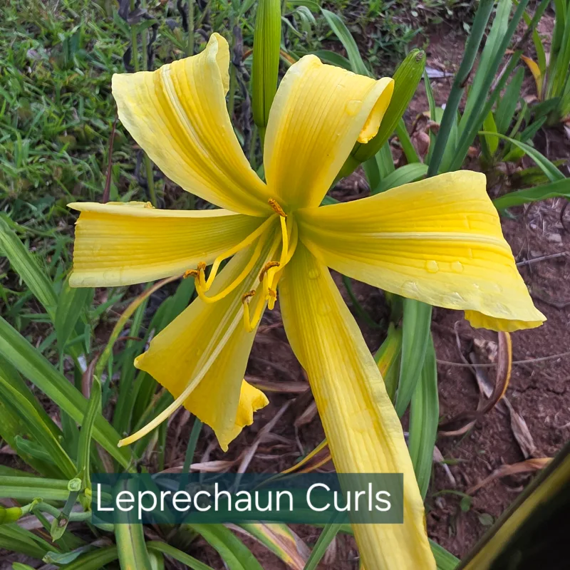 Leprechaun's Curls from PlantFancyGardens, LLC