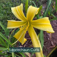 Leprechaun's Curls thumbnail