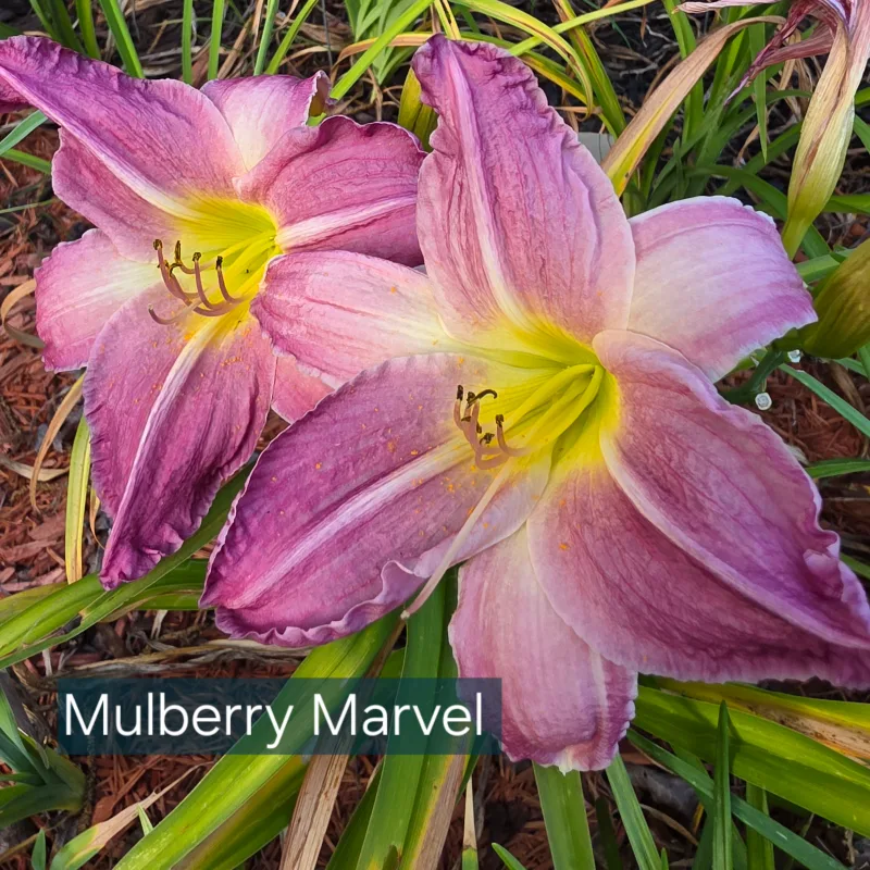 Mulberry Marvel from PlantFancyGardens, LLC