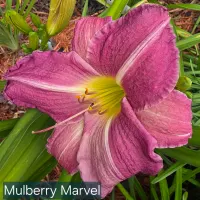 Mulberry Marvel thumbnail