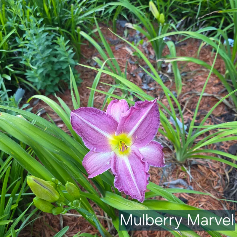 Mulberry Marvel from PlantFancyGardens, LLC