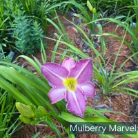 Mulberry Marvel thumbnail