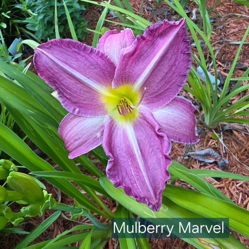 Mulberry Marvel from PlantFancyGardens, LLC
