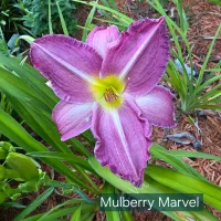 Mulberry Marvel thumbnail