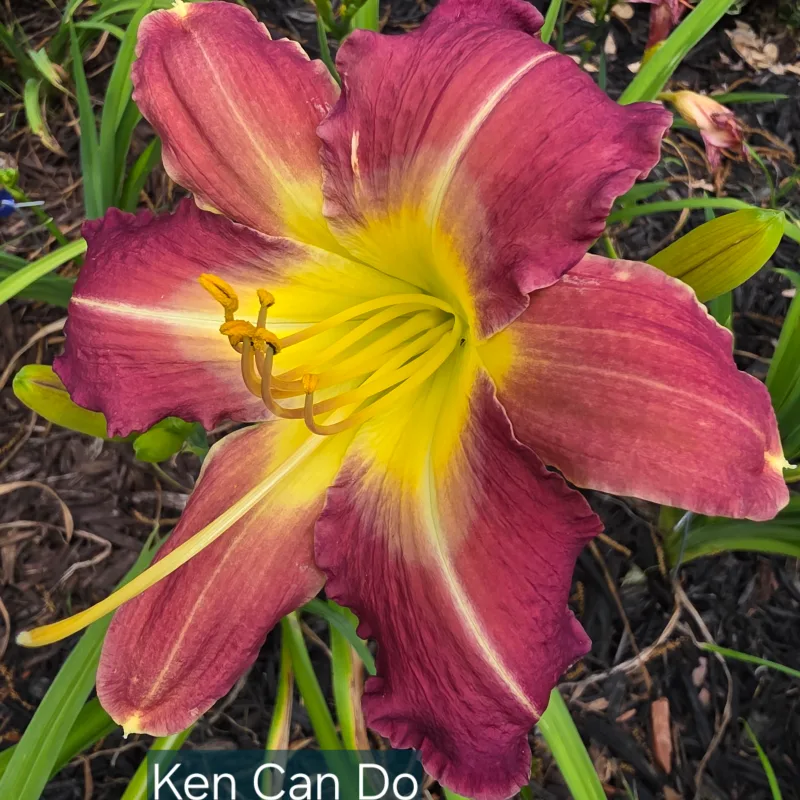 Ken Can Do daylily bloom