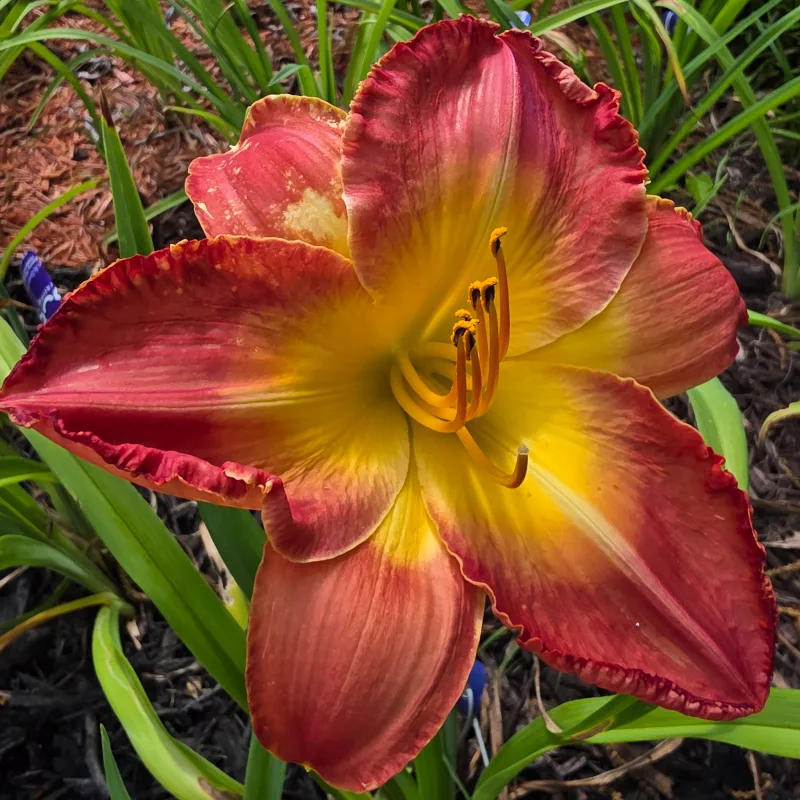 Sunrise Sunset Beautiful daylily bloom
