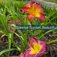 Sunrise Sunset Beautiful thumbnail