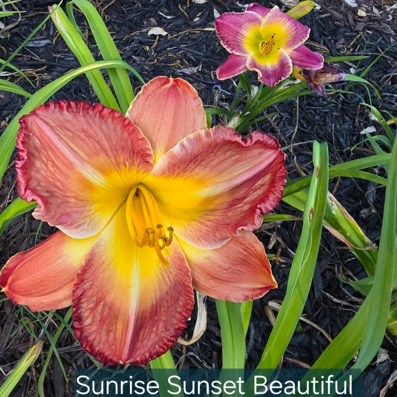 Sunrise Sunset Beautiful from PlantFancyGardens, LLC