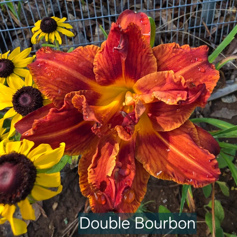 Double Bourbon from PlantFancyGardens, LLC