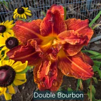 Double Bourbon thumbnail