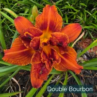 Double Bourbon thumbnail