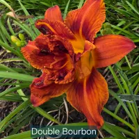 Double Bourbon thumbnail