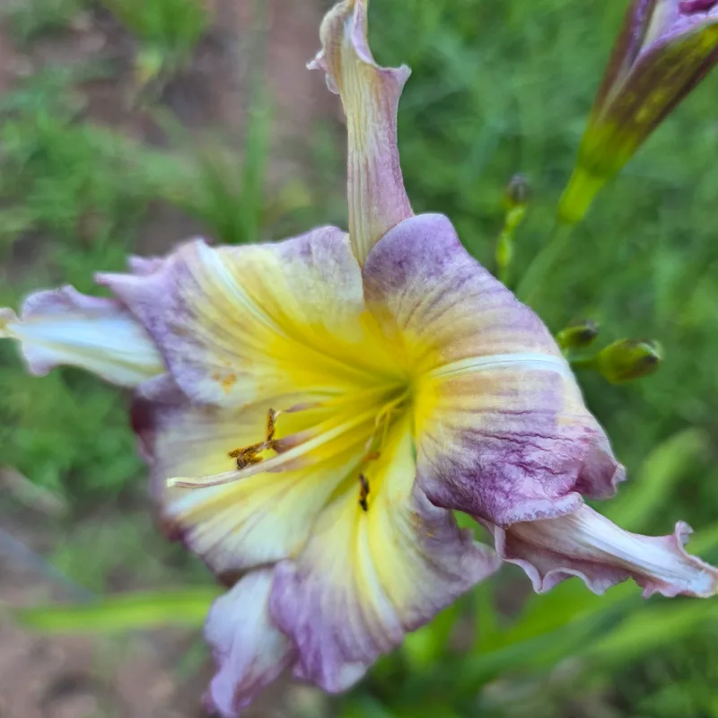 What You Think from PlantFancyGardens, LLC
