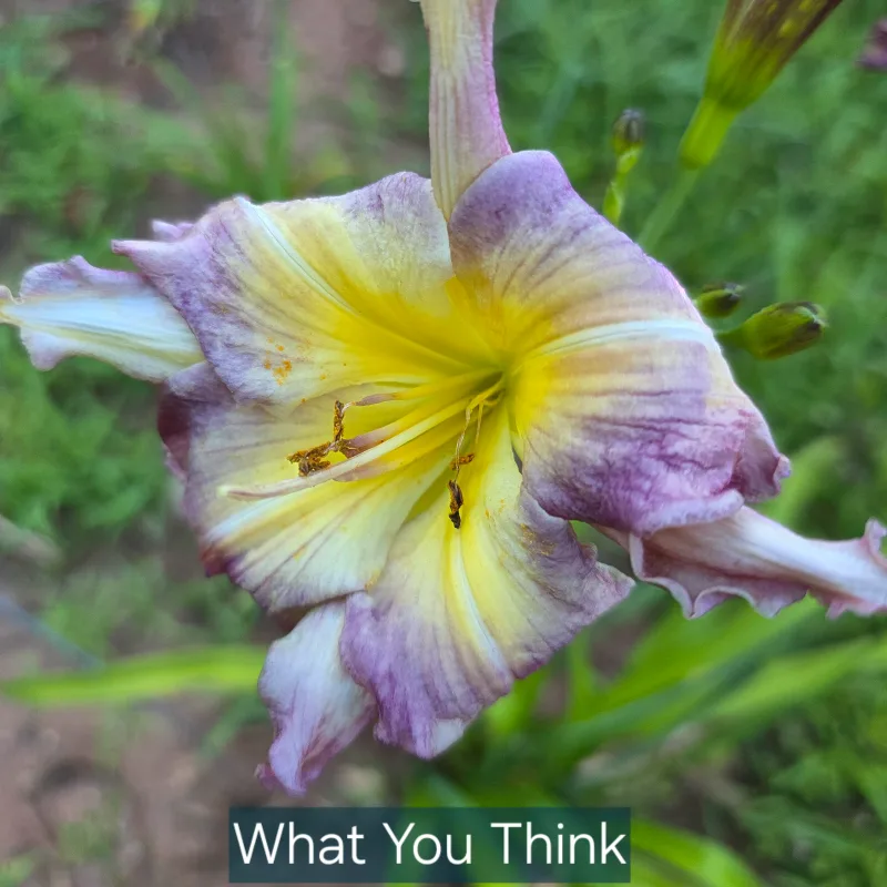What You Think catalog image