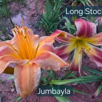 Jambalaya thumbnail