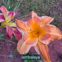 Jambalaya thumbnail