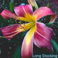 Long Stocking thumbnail