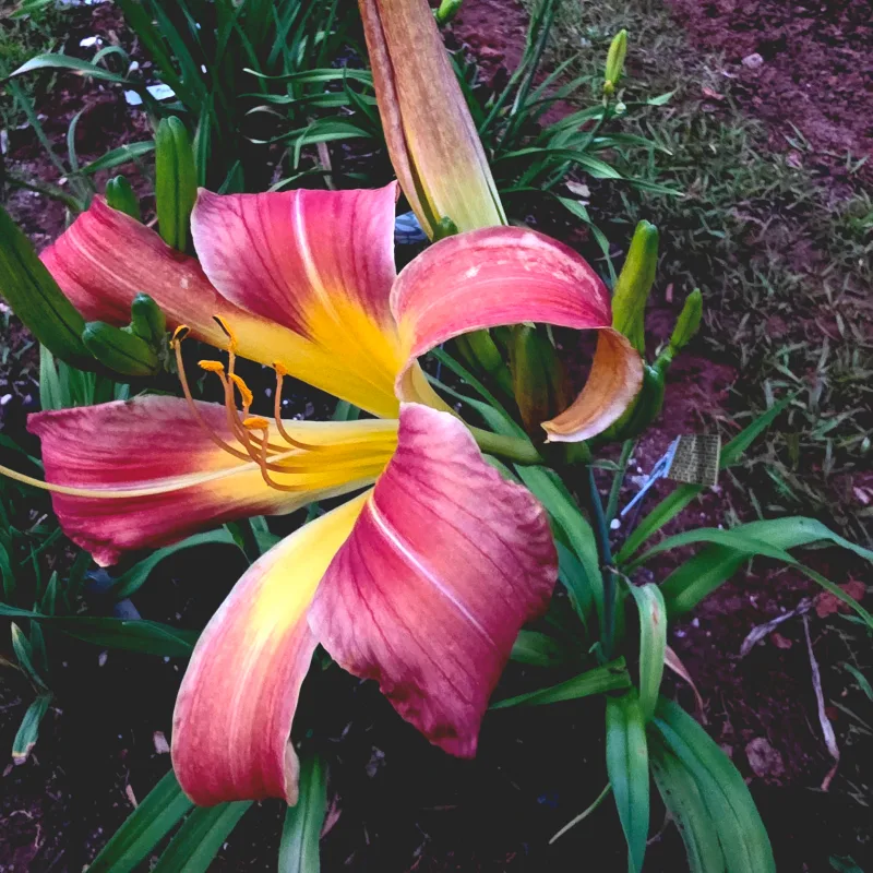 Long Stocking from PlantFancyGardens, LLC